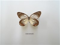 藏品(白豔粉蝶)的圖片